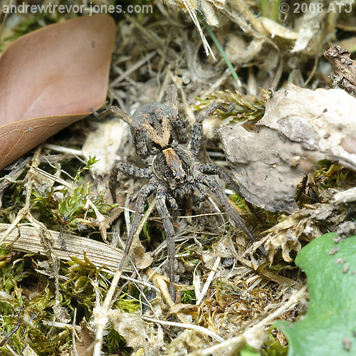 Wolf spider, Trochosa sp.