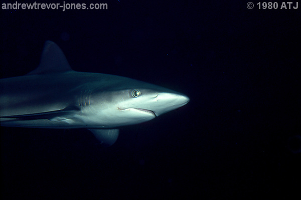 Whaler, Carcharhinus sp.