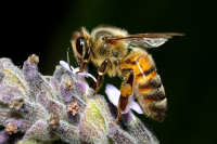 Bees, Wasps and Ants