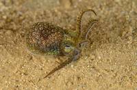 Bobtail Squid