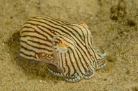 Bottletail Squid