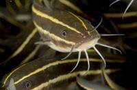 Catfishes