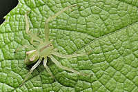 Crab Spiders