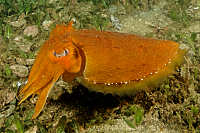 Cuttlefish