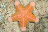 Echinoderms