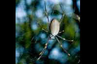 Golden Orb Weavers