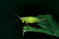 Grasshoppers & Crickets