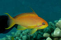 Groupers and Rockcods