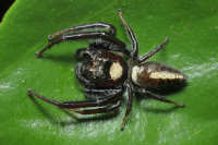 Jumping Spiders