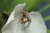 Lynx Spiders