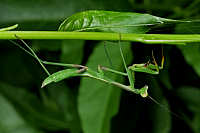 Praying Mantids