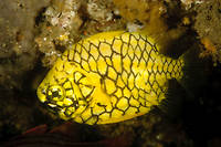Pineapplefish