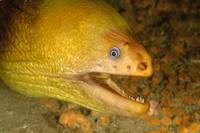 Moray Eels