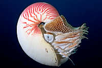 Nautilus
