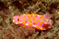Nudibranchs