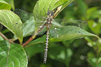 Dragonflies & Damselflies