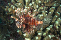 Scorpionfishes