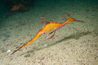 Seahorses and Pipefishes